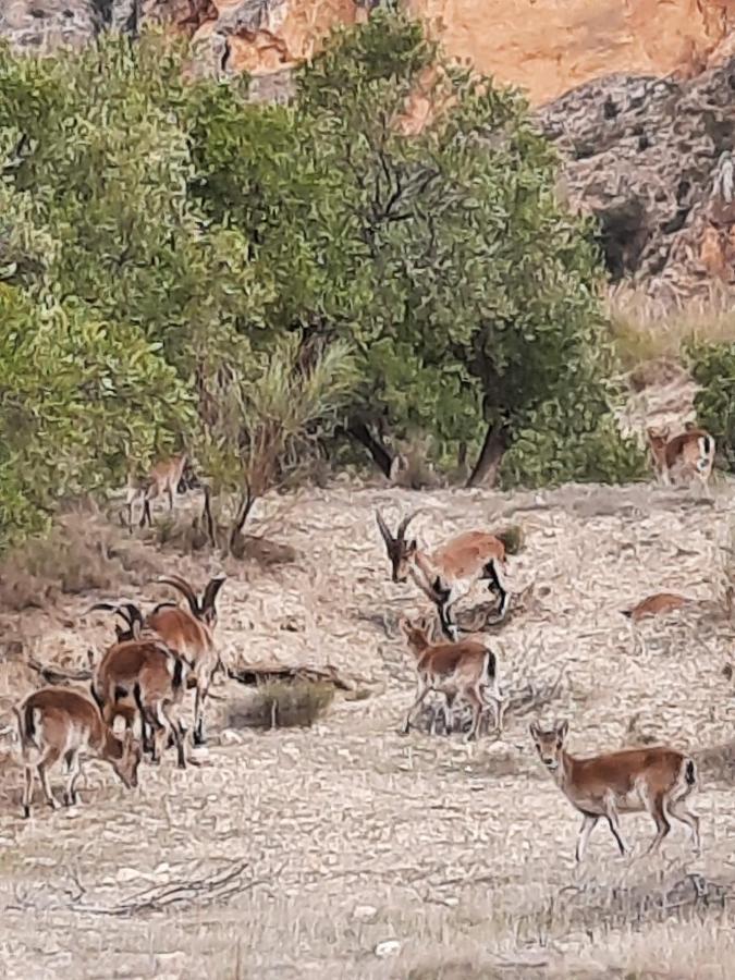 Cortijo El Chorreadero En Parque Natural Sierra De Cazorla Los Rosales  Dış mekan fotoğraf