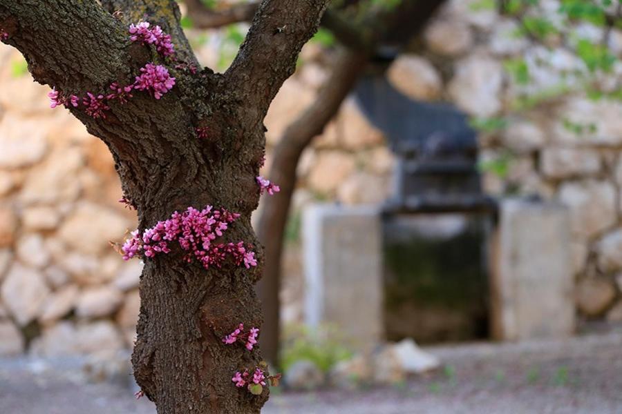 Cortijo El Chorreadero En Parque Natural Sierra De Cazorla Los Rosales  Dış mekan fotoğraf